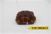 藏品(廣闊疣扇蟹)的圖片